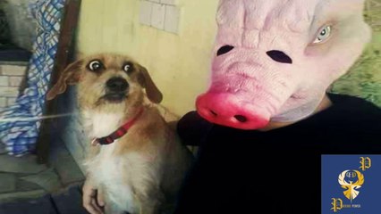 Funny Dogs Scared of Masks - Part 2