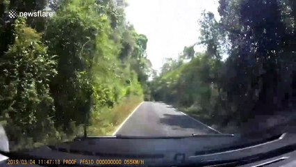 Give way to oncoming elephants! Driver gets jumbo shock as he rounds bend