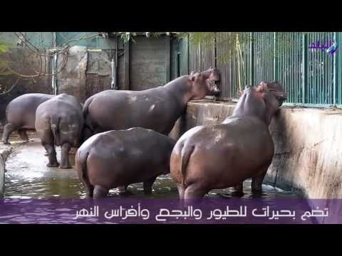 صدى البلد | حديقة حيوان الجيزة أعرق حدائق أفريقيا