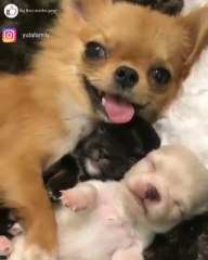 Ce chiot est à admirer. Il prend bien soin de ses petits