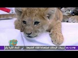 مع مها ..مها أحمد - لوبا الحلواشهر مدربة اسود في مصر و الوطن العربي