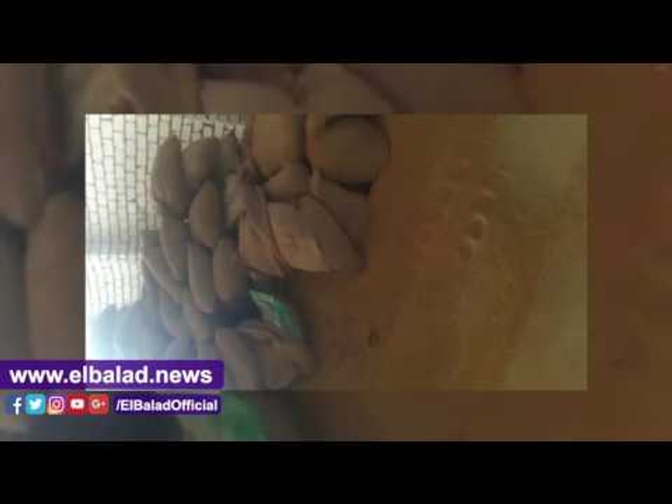 صدى البلد |ضبط مسؤولين بالبحيرة استولوا على 542...