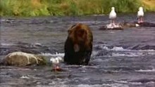 l'Ours