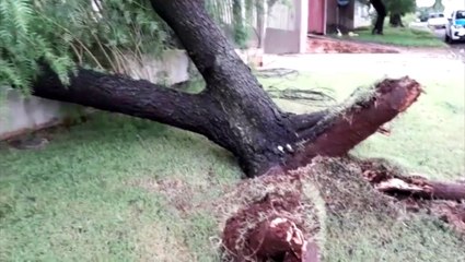Árvore cai e destrói cerca no Parque São Paulo