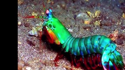 Catching the strange shrimp brought to the farm, the boy got the ending too bitter