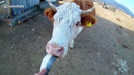 Bizarre moment cow eats a fish
