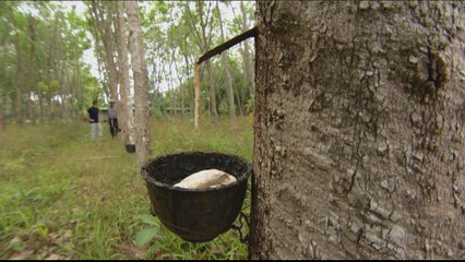 Thailand offers rubber farmers subsidy amid falling latex prices