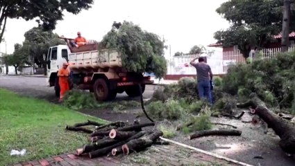 Prefeitura retira árvore da Rua Gaspar Dutra