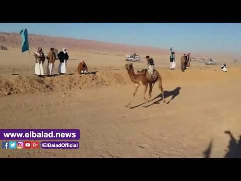 صدى البلد |ختام المهرجان الـ 15 لسباقات الهجن بجنوب سيناء