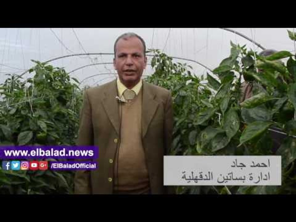 صدى البلد | " صدى البلد " داخل صوب تصدير الفلفل بالدقهلية