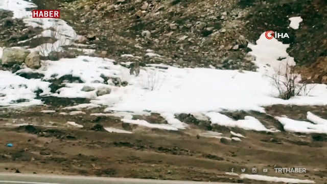 Yol kenarına inen vaşak cep telefonu ile görüntülendi