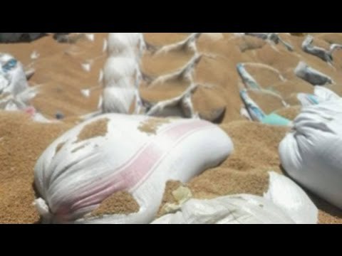 صباح البلد - وزارة التموين ترد على فضيحة فساد توريد القمح والاستيلاء على دعم الفلاحين