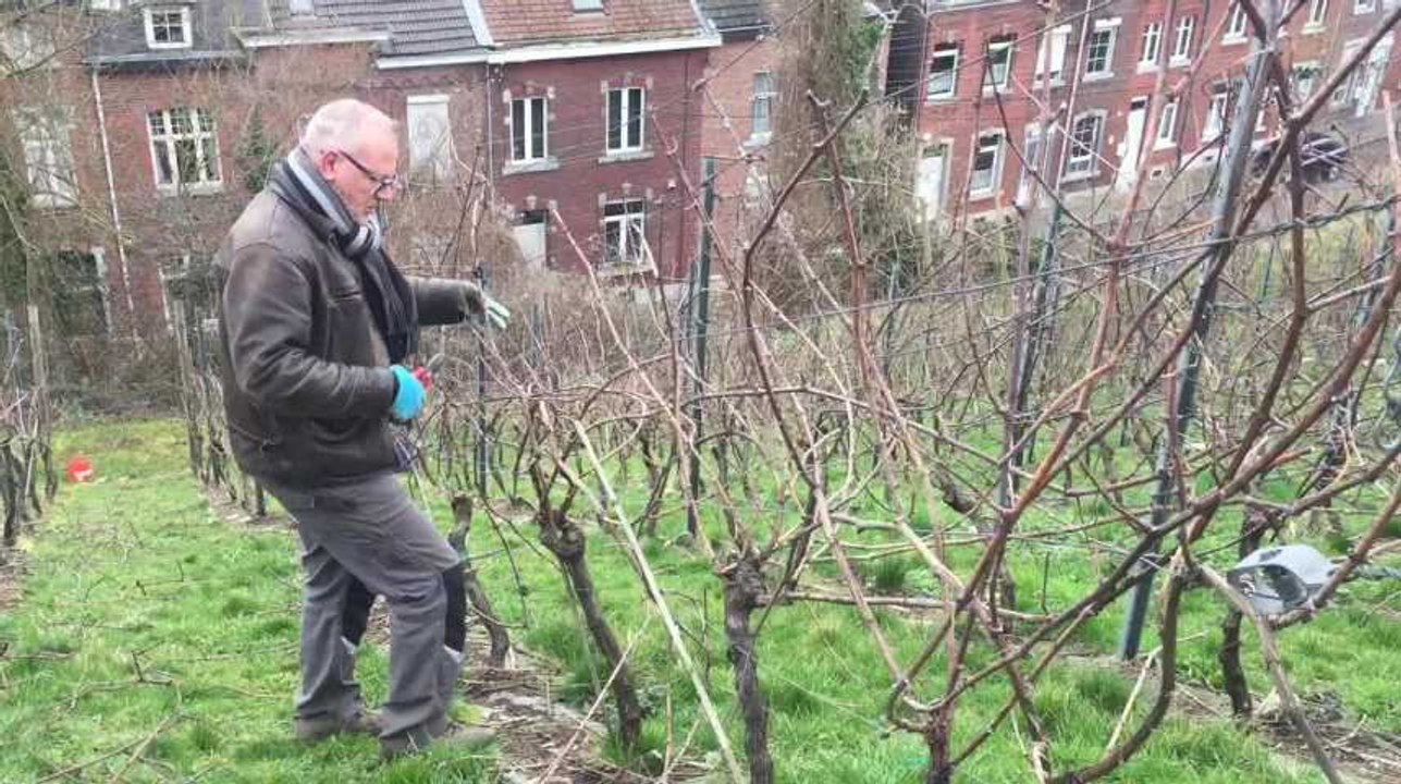 LIEGE - Ans - Taille des vignes des coteaux de la Legia
