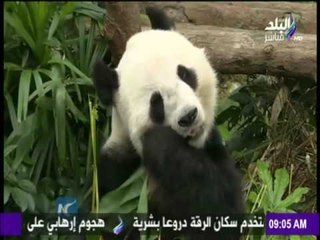 صباح البلد - شاهد أغرب أحداث قد تراها في حياتك