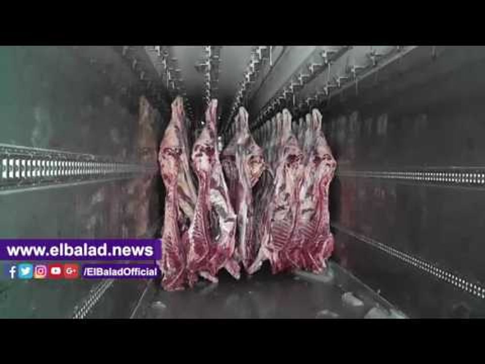 صدى البلد |  التموين: طرح 300 رأس ماشية سودانية يوميا بالمجمعات