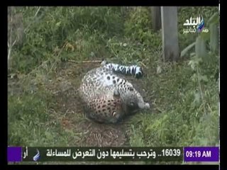 صباح البلد - شاهد أغرب 7 أحداث في العالم اليوم