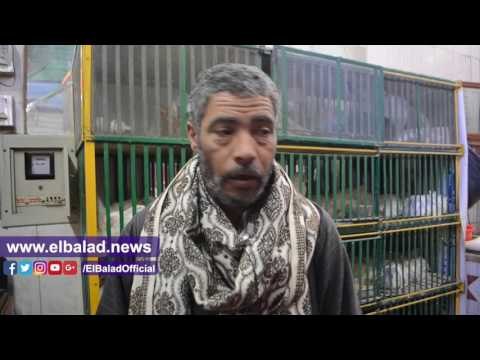 صدى البلد | رغم انخفاض سعر الدولار .. مواطنون : الفراخ اسعارها نار