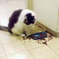 猫以奇怪的方式吃东西