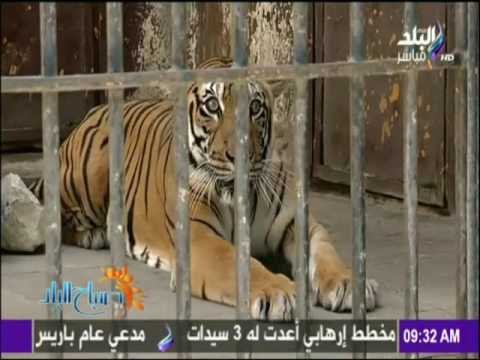 صباح البلد - استعدادات حديقة الحيوانات لإستقبال الزائرين في العيد