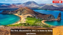 Galapagos: a site with hammerhead sharks discovered