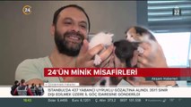 Haber merkezinde 3 yavru kedi