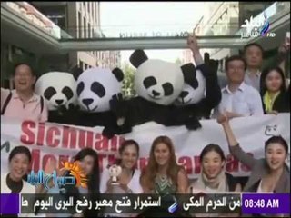 صباح البلد - الصين تستعين بالباندا لتنشيط السياحة