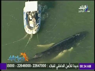 صباح البلد - رجال الإنقاذ ينجحون في إطلاق سراح حوت عُلّق في شباك الصيادين