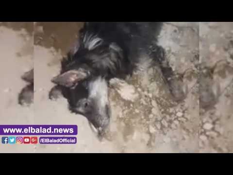 صدى البلد | الكلاب الضالة تنتشر بالبحر الاحمر والأهالى تطالب بالتخلص منها بالخصى وليس السم