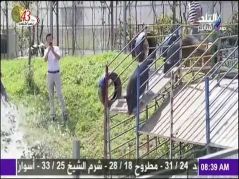 صباح البلد - شاهد مزرعة صينية تقيم أنشطة رياضية للخنازير.