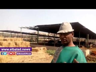 صدى البلد | زراعة القاهرة تحقق اكتفائها الذاتي من الغاز باستخدام وحدات البيوجاز
