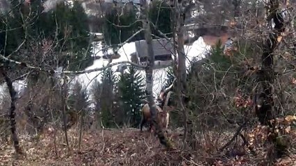 Les Houches : un bouquetin a élu domicile dans le jardin d’une habitante