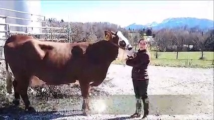 Groisy (Haute-Savoie) : « Un troupeau bien dans ses baskets »