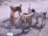 صباح البلد | خطوات القضاء على الكلاب الضالة في مصر