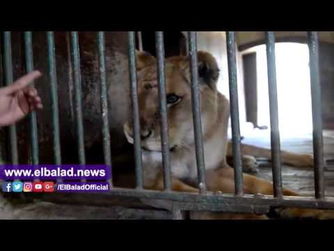 صدى البلد |اخر استعدادات حديقة الحيوان لشم النسيم هذا العام