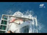 صباح البلد - شاهد لحظة هجوم سمكة قرش على غواص بعد خروجه من قفص حديدي بمعجزة