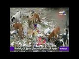 صباح البلد | الكلاب الضالة تحتل شوارع مصر