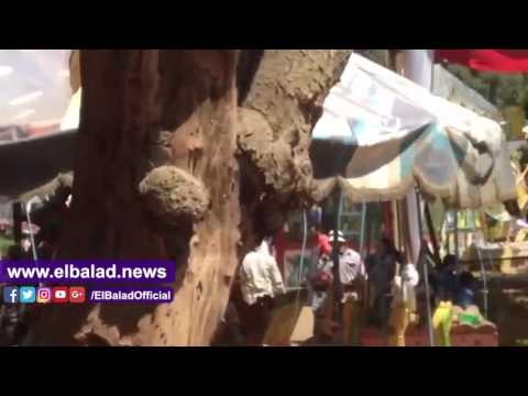 صدى البلد | القناطر الخيرية منتجع البسطاء والغلابة خلال الاحتفال بشم النسيم