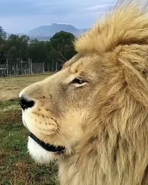 ASLAN