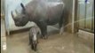 صباح البلد - صغيرة وحيد القرن تجذب الالاف في ظهورها الاول بحديقة امريكية