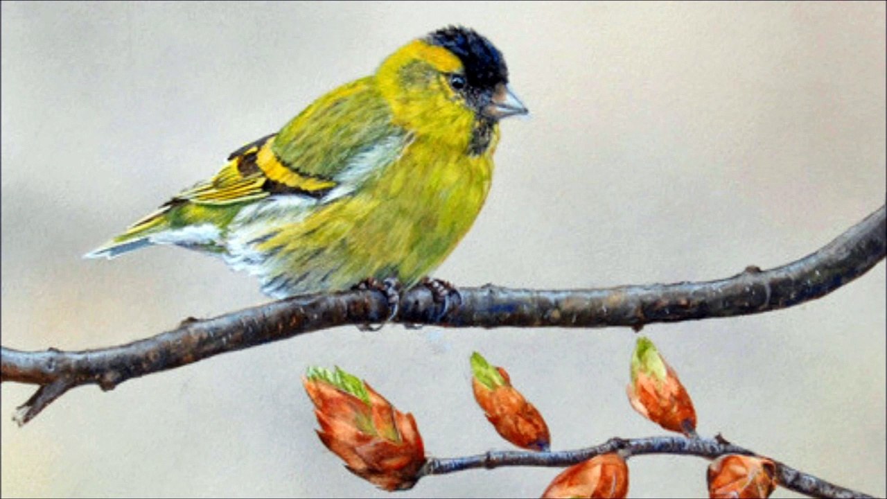 Zeisserln, Walzer, Op. 114 - Josef Strauss