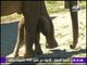 صباح البلد - شاهد كيف تعاملت حديقة حيوان مع أصغر فيل مهدد بالإنقراض