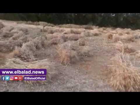 صدى البلد | بدء موسم حصاد القمح فى جنوب سيناء