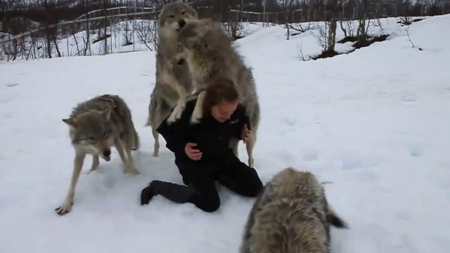 Ces loups sont tellement heureux de revoir leur maitre... Gros calins