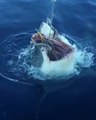 La morsure d'un grand requin blanc filmé au plus près