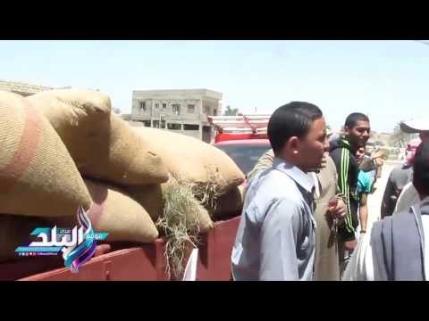 صدى البلد |الرقابة الادارية :مخالفات بالجملة فىشون وصوامع القمح بالفيوم