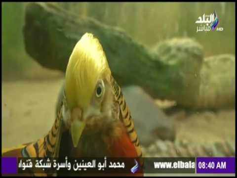 صباح البلد - عصفور يشبة دونالد ترامب يتحول لنجم شهير بالصين