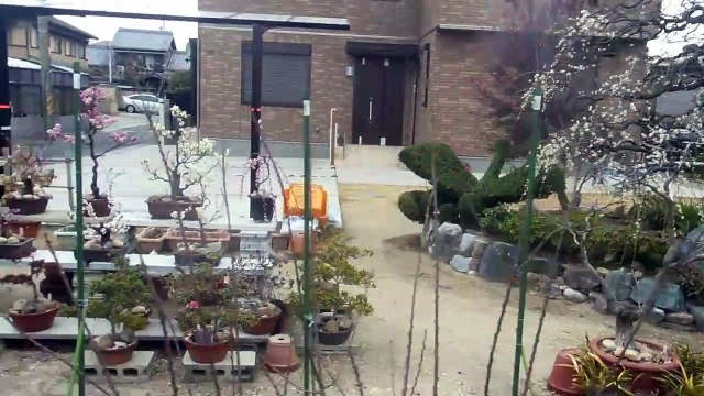 Bonsai Cherry Blossom Trees in Japan