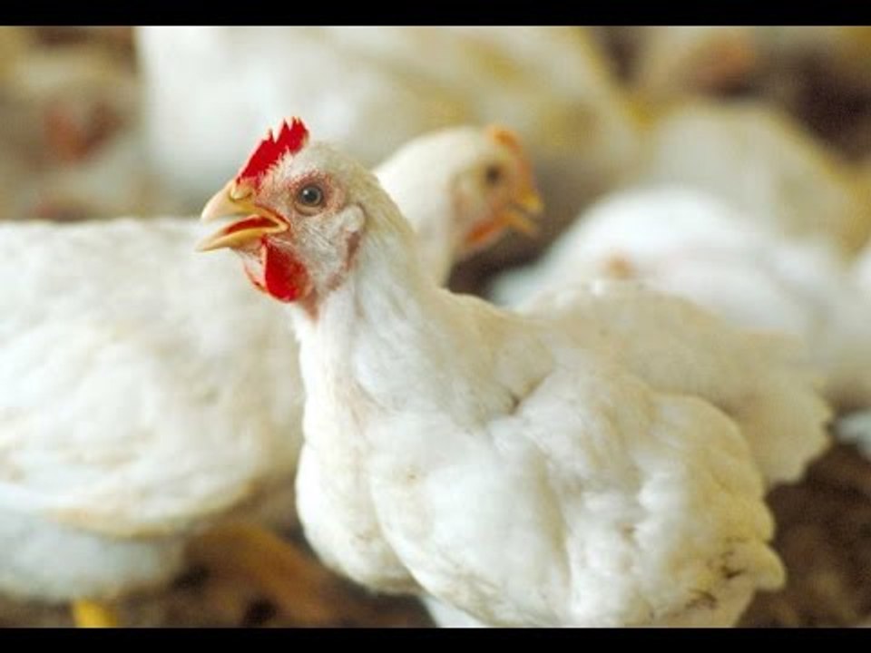 صالة التحرير - كارثة صحية.. الفراخ المستوردة يتم صعقها بالكهرباء قبل الذبح