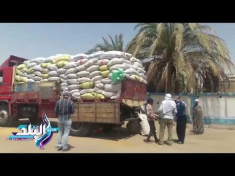 صدى البلد |زحام على صوامع أسيوط لتسليم القمح.. وضبط مزارع غشاش