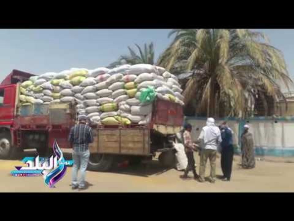 صدى البلد |زحام على صوامع أسيوط لتسليم القمح.. وضبط مزارع "غشاش"